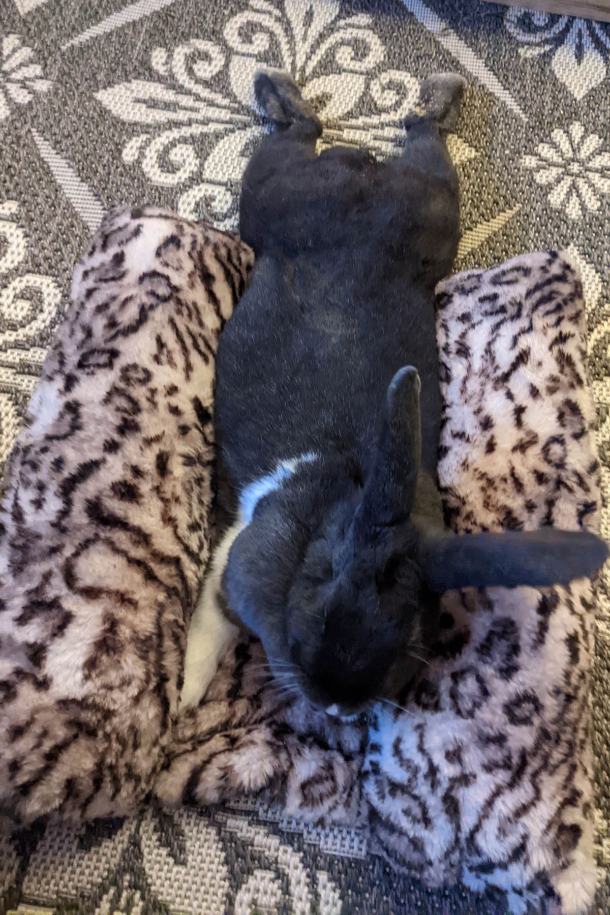 Bunny rabbit splooting out in Snow Leopard Pet Bed, in Royal Opulence Faux Fur. Handmade in Seattle, WA by Pandemonium Millinery.