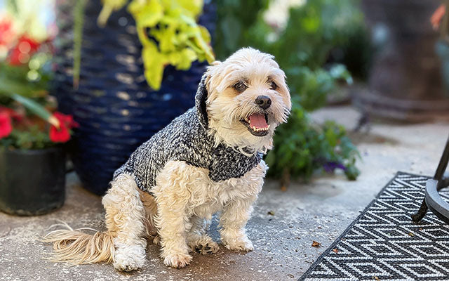 Happy Dog Coat in Cozy Cable Faux Fur handmade by Pandemonium Seattle