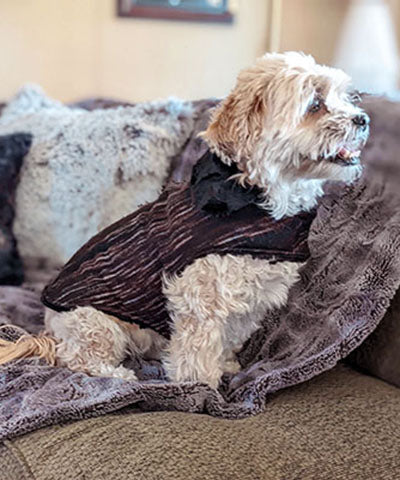Shih tzu Dog sitting on couch wearing Designer Handmade reversible Dog Coat Side View | cherry cobbler knit reversing to Black  Faux Fur | Handmade by Pandemonium Millinery Seattle, WA USA
