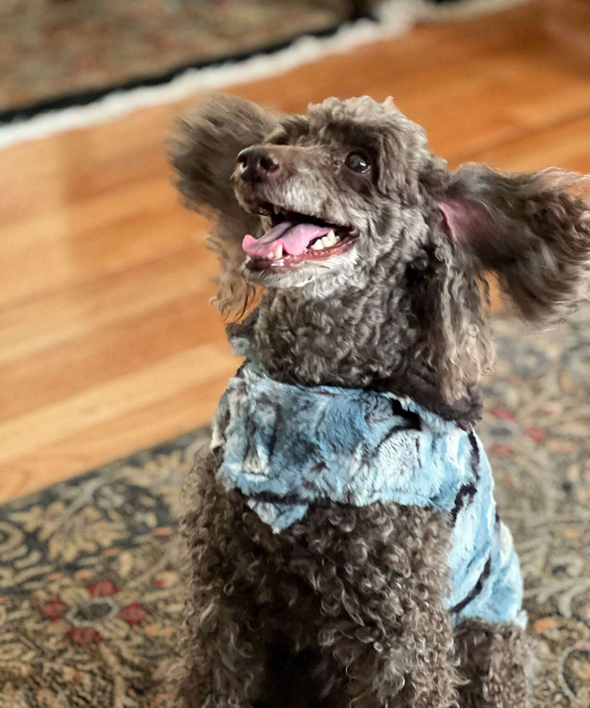 Happy Dog in Dog Coat | Rainier Sky Luxury Faux Fur with Espresso Bean | Handmade in the USA by Pandemonium Seattle