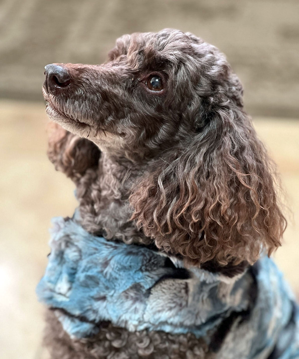 Portrait of Dog in Dog Coat | Rainier Sky Luxury Faux Fur with Espresso Bean | Handmade in the USA by Pandemonium Seattle