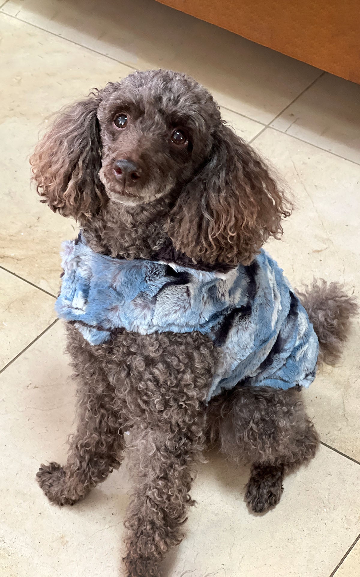 Reversible Dog Coat | Rainier Sky Luxury Faux Fur with Espresso Bean | Handmade in the USA by Pandemonium Seattle
