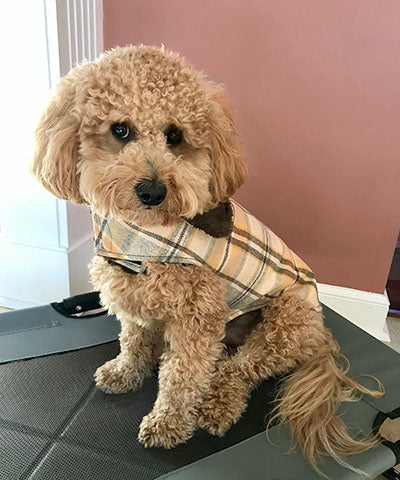 Poodle dog sitting in room wearing Designer Handmade reversible Dog Coat Side View | wool Plaid in Day break upholstery fabric reversing to Chocolate Faux Fur | Handmade by Pandemonium Millinery Seattle, WA USA