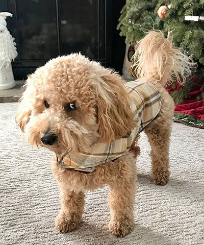 Poodle dog standing in front of Christmas tree wearing Designer Handmade reversible Dog Coat Side View | wool Plaid in Day break upholstery fabric reversing to Chocolate Faux Fur | Handmade by Pandemonium Millinery Seattle, WA USA