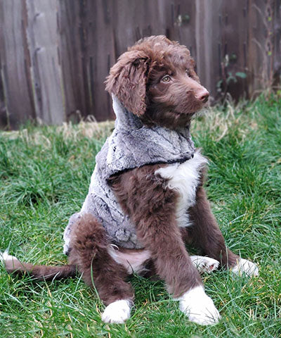 Dog wearing Designer Handmade reversible Dog Coat Side View | Storm Night gray Faux Furr reversing to Black | Handmade by Pandemonium Millinery Seattle, WA USA