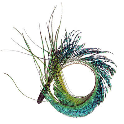 Feather Trim Natural Peacock Sword | Pandemonium Millinery