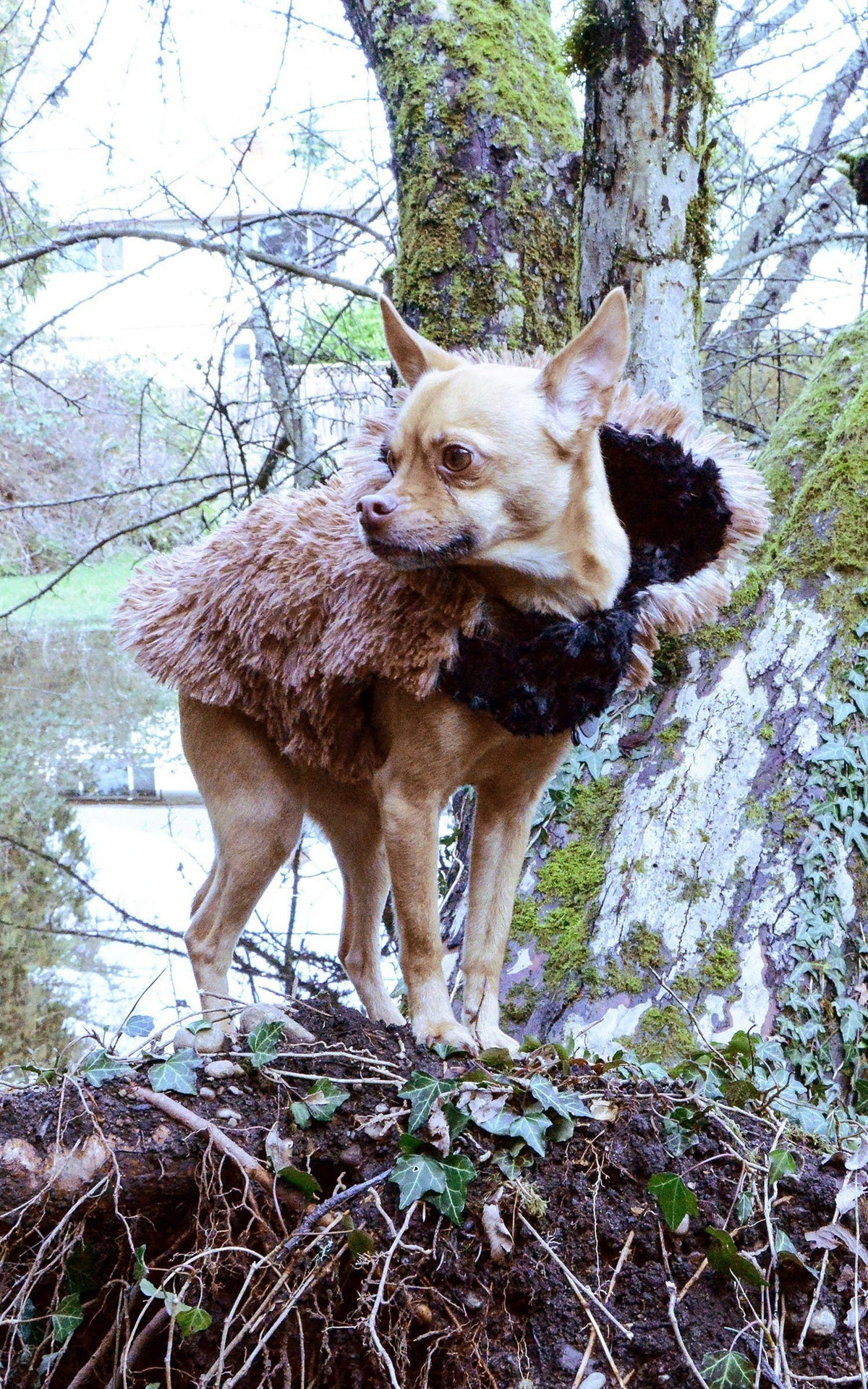 Designer Handmade reversible Dog Coat on Stuffed Dog side view reversed | Red Fox Long hair  Luxury Faux Fur revers to black | Handmade by Pandemonium Millinery Seattle, WA USA