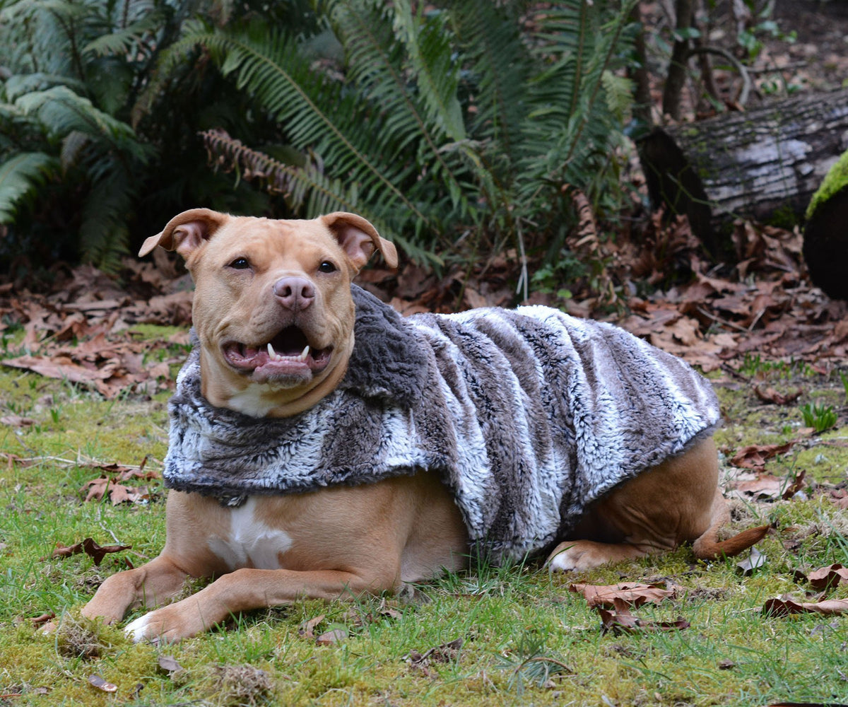 Handsome Pitbull laying upright in grass wearing Designer Handmade reversible Dog Coat | Birch: Brown and Cream Luxury Faux Fur reversing to Gray | Handmade by Pandemonium Millinery Seattle, WA USA