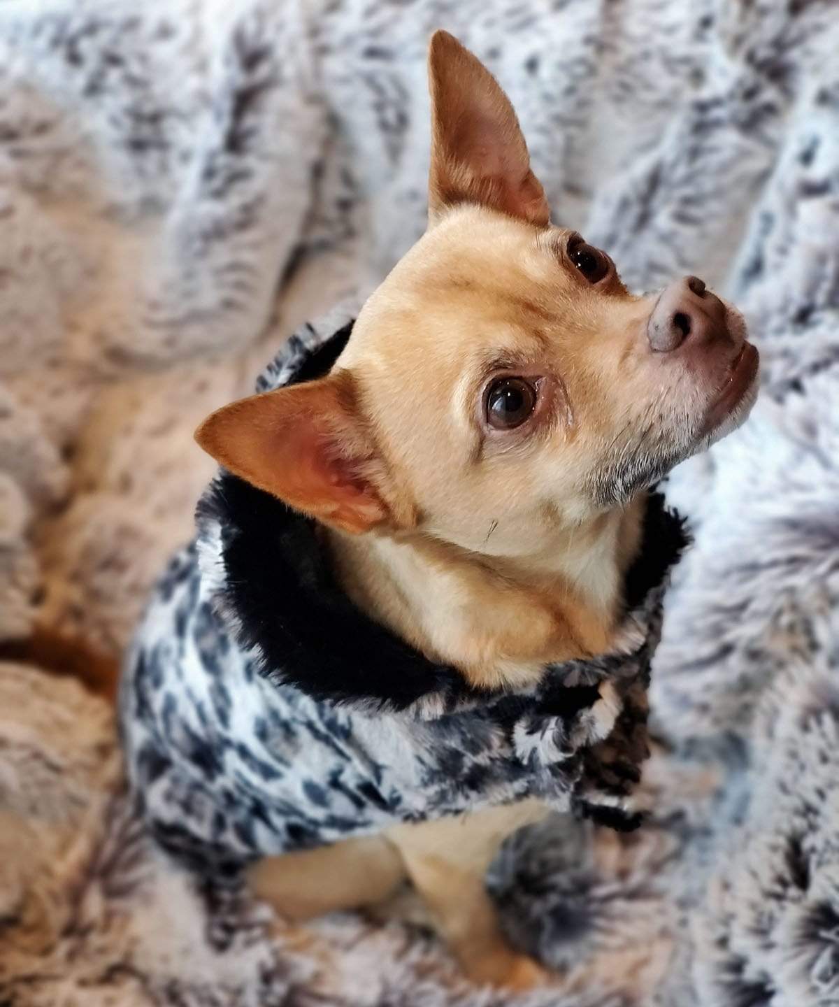 Chihuahua sitting in basket wearing Designer Handmade reversible Dog Coat Side View | Savanah Cat Faux Fur reversing to Black | Handmade by Pandemonium Millinery Seattle, WA USA