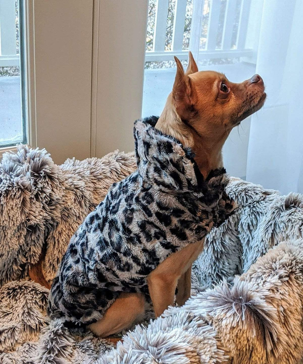 Chihuahua sitting in basket wearing Designer Handmade reversible Dog Coat Side View | Savanah Cat Faux Fur reversing to Black | Handmade by Pandemonium Millinery Seattle, WA USA