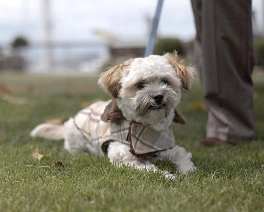 Shih Tzu dog sitting in park wearing Designer Handmade reversible Dog Coat Side View | wool Plaid in Day break upholstery fabric reversing to Chocolate Faux Fur | Handmade by Pandemonium Millinery Seattle, WA USA