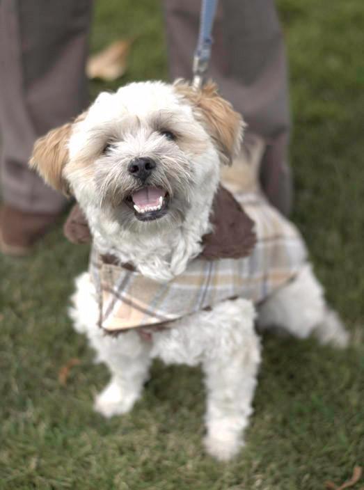 Shih Tzu dog sitting in park wearing Designer Handmade reversible Dog Coat Side View | wool Plaid in Day break upholstery fabric reversing to Chocolate Faux Fur | Handmade by Pandemonium Millinery Seattle, WA USA