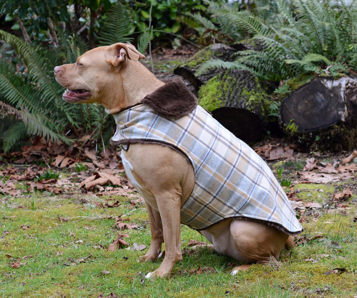 Pitbull  dog sitting park wearing Designer Handmade reversible Dog Coat Side View | wool Plaid in Day break upholstery fabric reversing to Chocolate Faux Fur | Handmade by Pandemonium Millinery Seattle, WA USA
