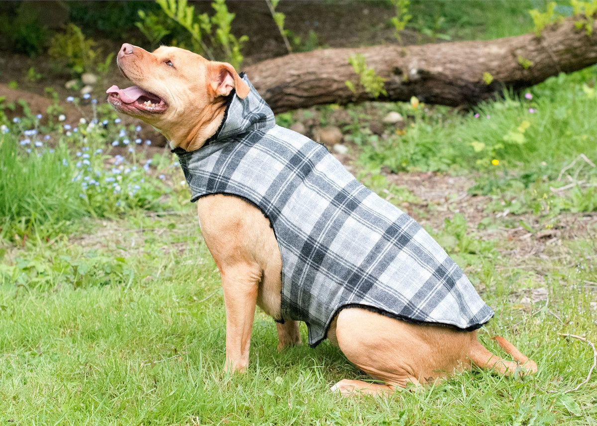 Pitbull  dog sitting park wearing Designer Handmade reversible Dog Coat Side View | wool Plaid in Twilight upholstery fabric reversing to Black Faux Fur | Handmade by Pandemonium Millinery Seattle, WA USA