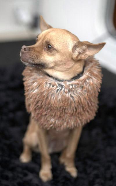 Chihuahua dog wearing Designer Handmade Dog ruff collar| Red Fox Faux Fur | Handmade by Pandemonium Millinery Seattle, WA USA