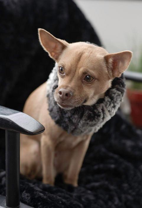 Pet / Dog Blanket - Cuddly Faux Furs
