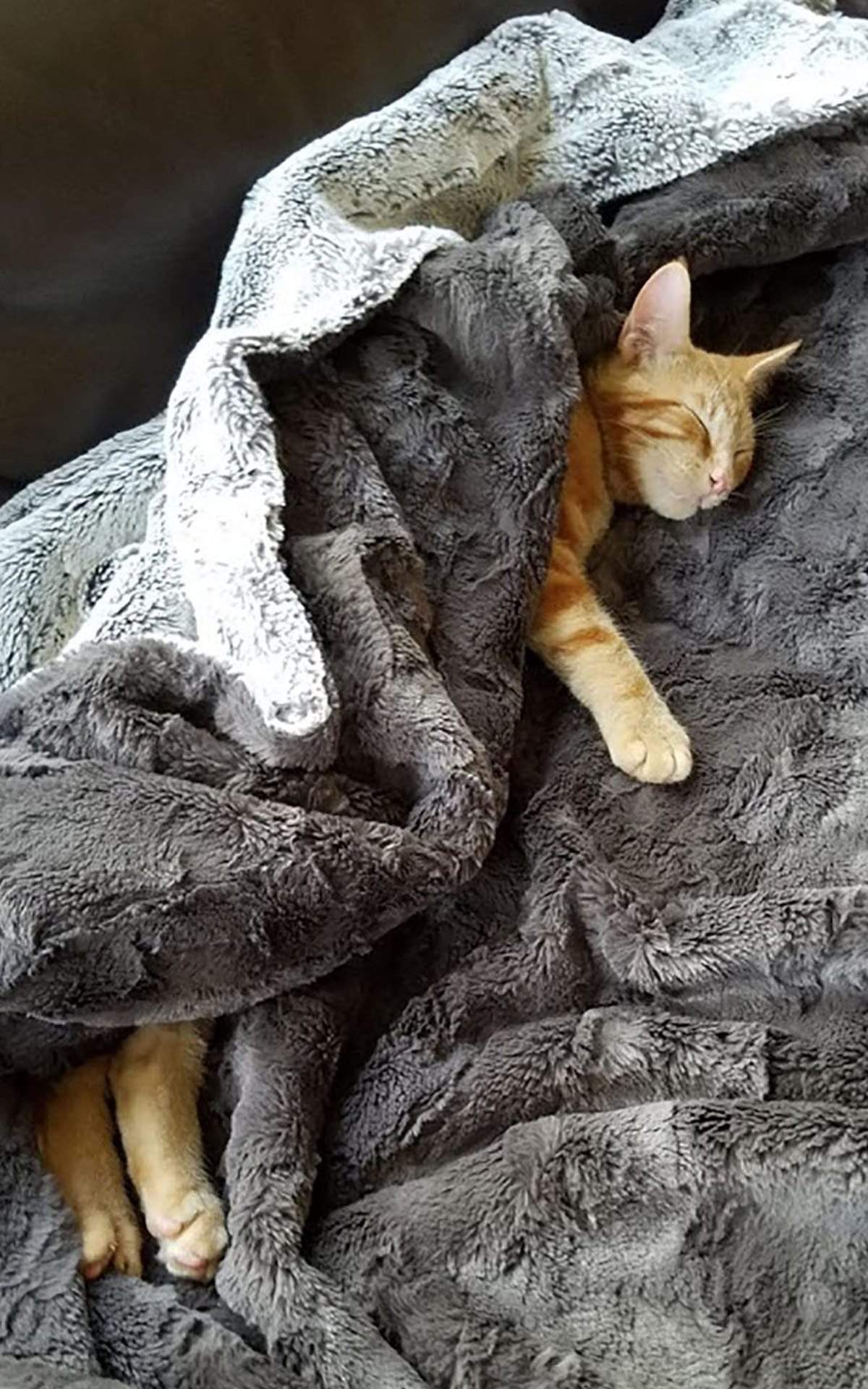 Pet / Dog Blanket - Luxury Faux Fur in Khaki
