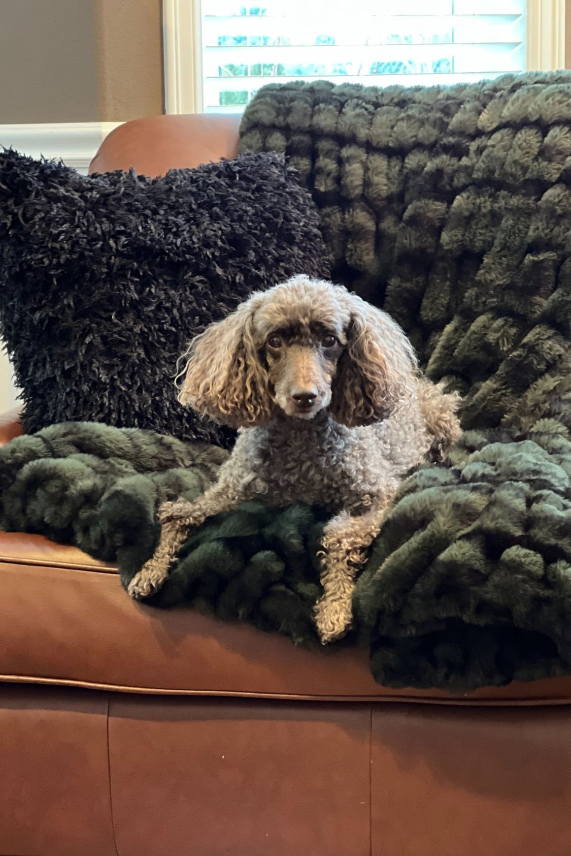 Dog laying on Royal Opulence Pet Blanket in Black Pine, standard size. Also shown Pillow Sham in Black Swan. Handmade by Pandemonium Seattle.