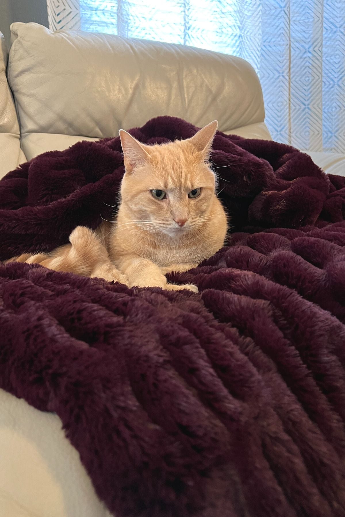 Cat nestled in Royal Opulence Merlot Pet Blanket in Standard Size. Handmade by Pandemonium Seattle.