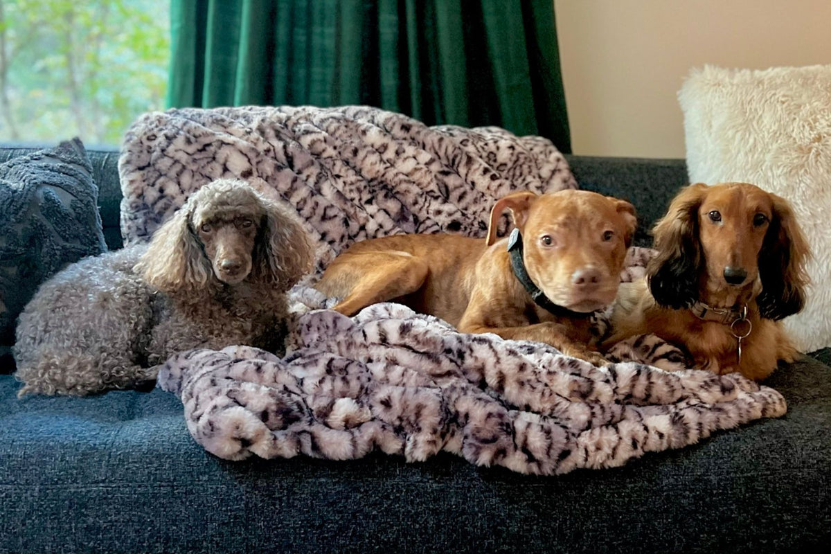 Royal Opulence Pet Throw in Standard Size, with three cute dogs. Handmade by Pandemonium Seattle.