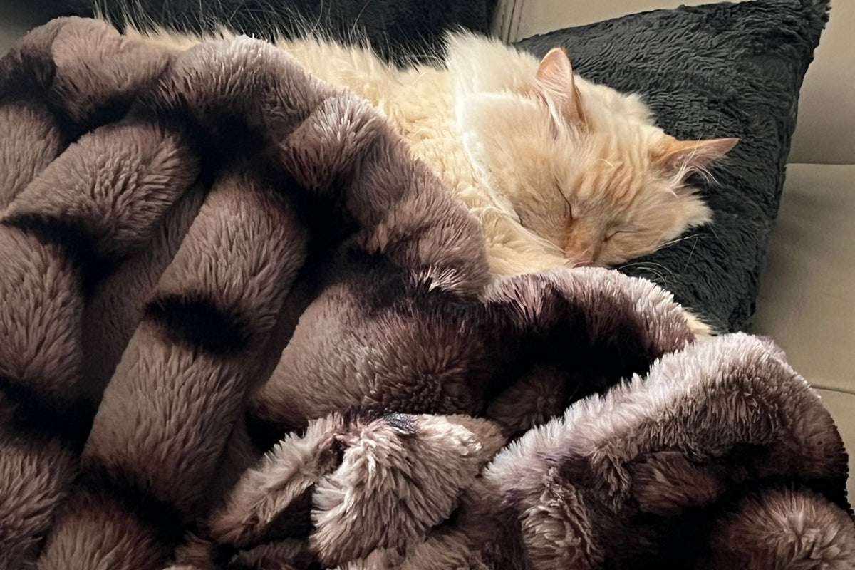 Cat sleeping under Royal Opulence Taupeful Throw and using Pillow Sham in Slate Faux Fur as pillow. Handmade by Pandemonium Seattle.