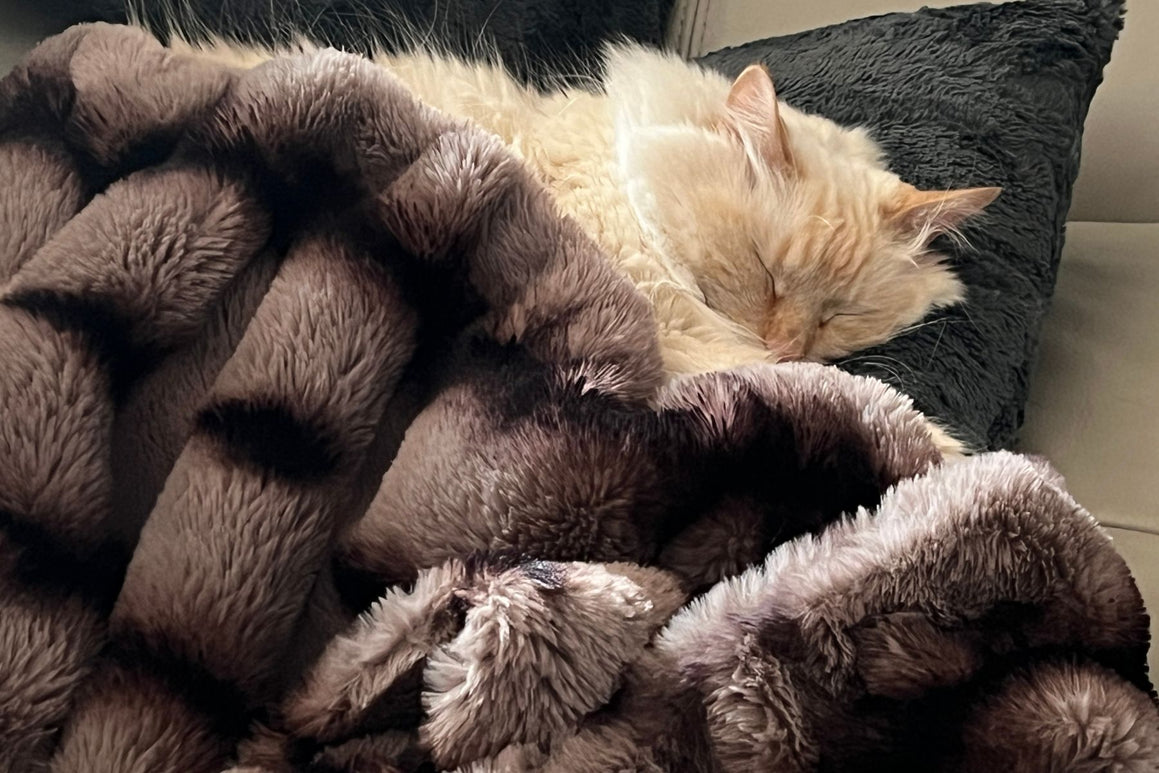 Cat sleeping under Royal Opulence Taupeful Throw and using Pillow Sham in Slate Faux Fur as pillow. Handmade by Pandemonium Seattle.