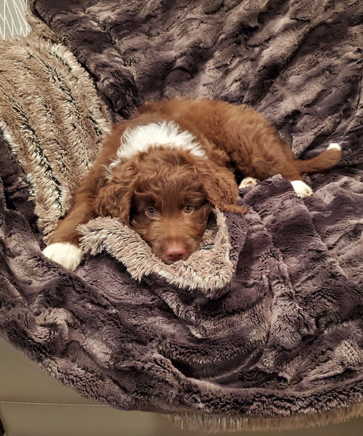 Espresso Bean | Luxury Faux Fur Throws | Pandemonium Millinery