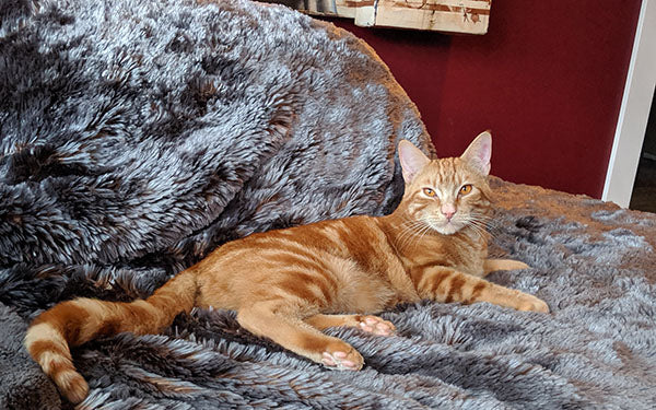 Palladium with Chocolate Satin Backing | Tissavel Faux Fur Throws | Pandemonium Millinery