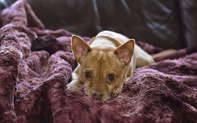 Pet / Dog Blanket - Luxury Faux Fur in Highland
